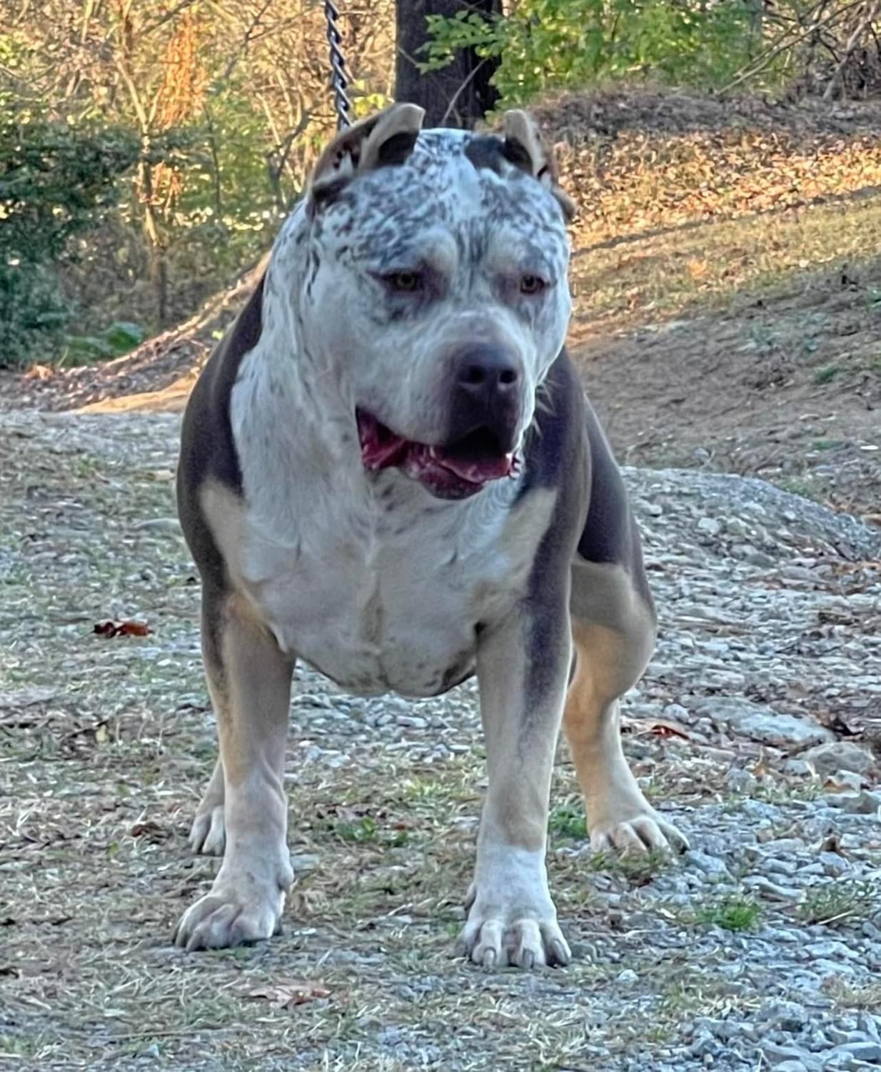 Dog Featured Image