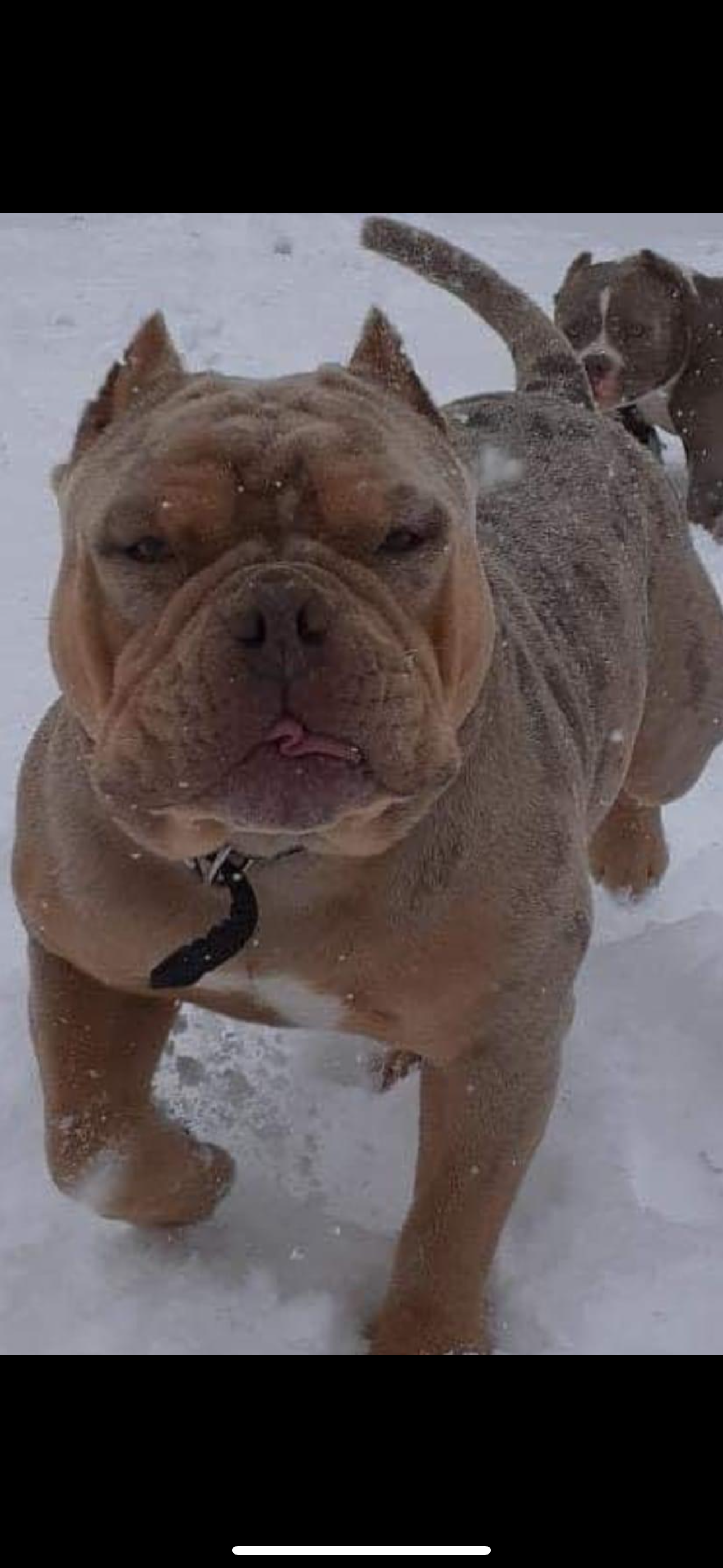 Dog Featured Image