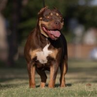WTPBK’S Mocha Loca