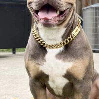 Dog Featured Image