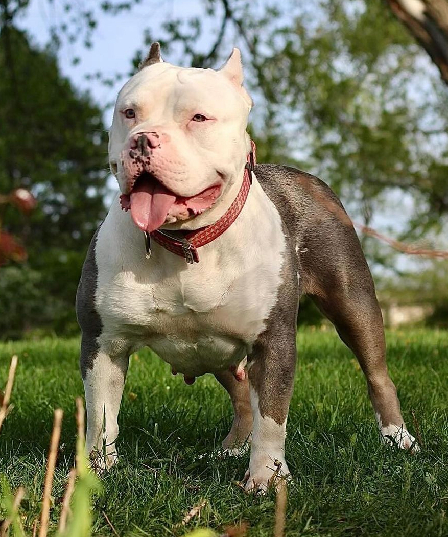 Dog Featured Image