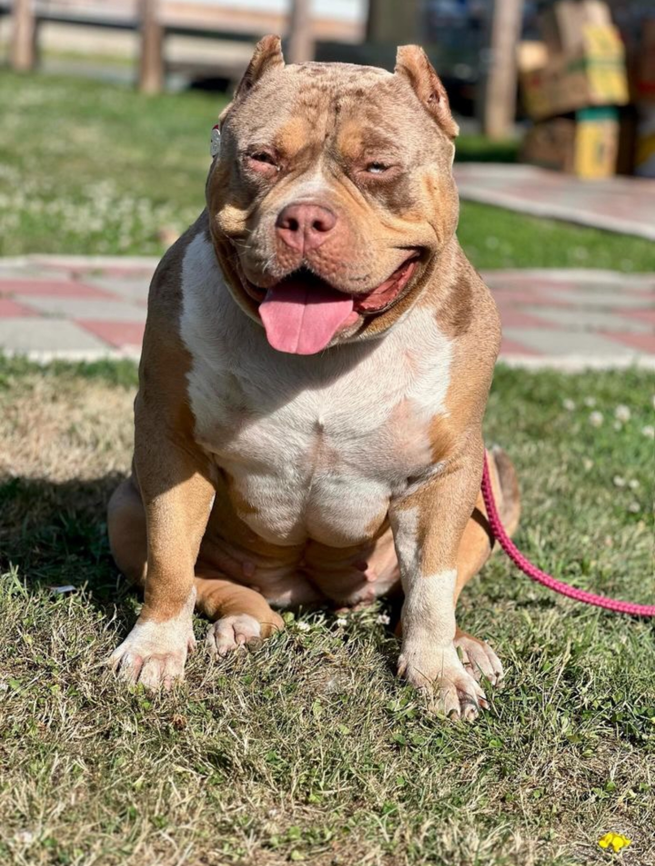 Dog Featured Image