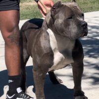 Flock Nation Bullies Chi-Chi