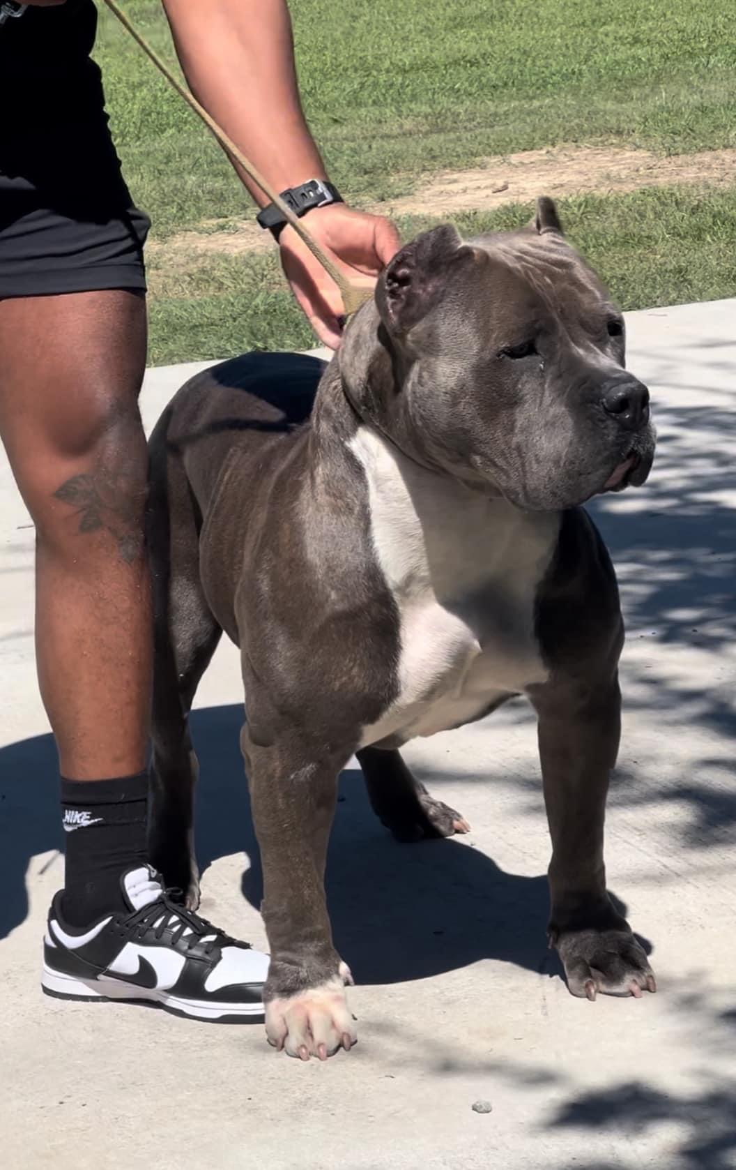 Dog Featured Image