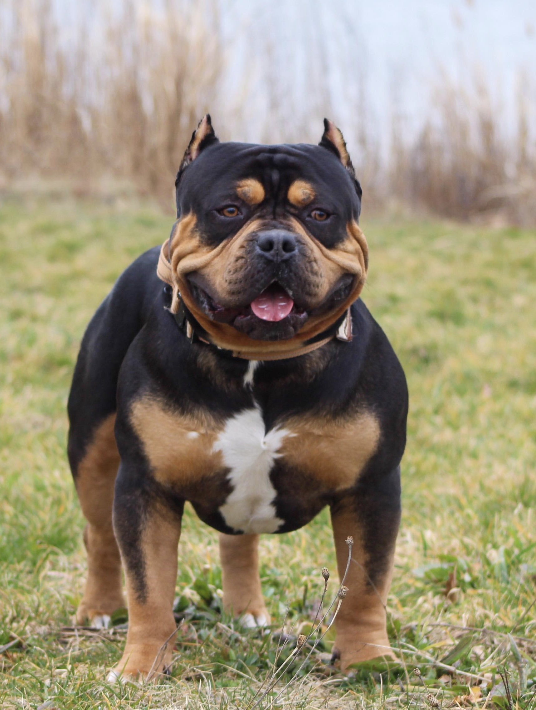 Dog Featured Image