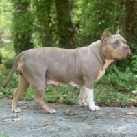 VPK9s Stony La Rue