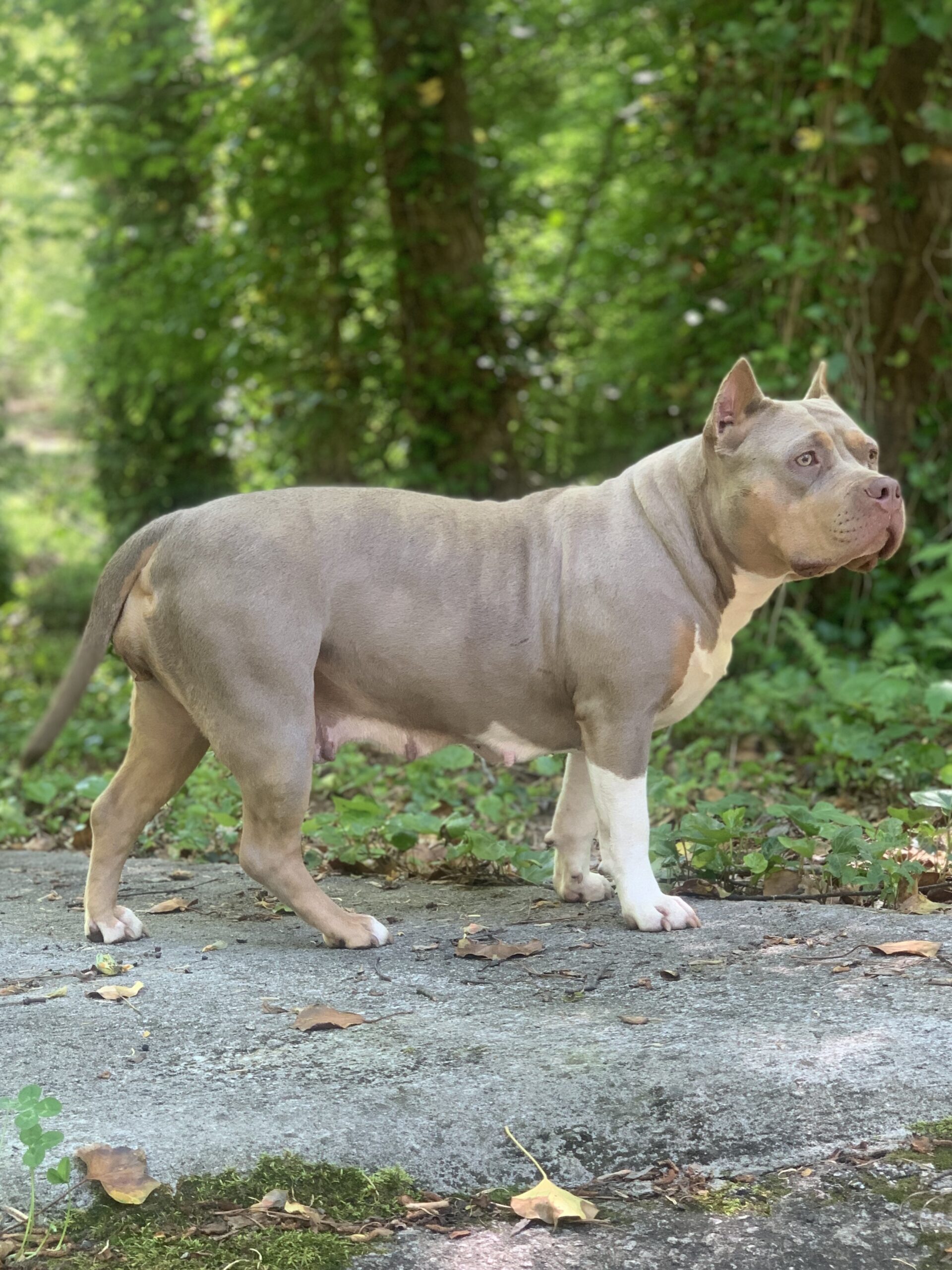Dog Featured Image