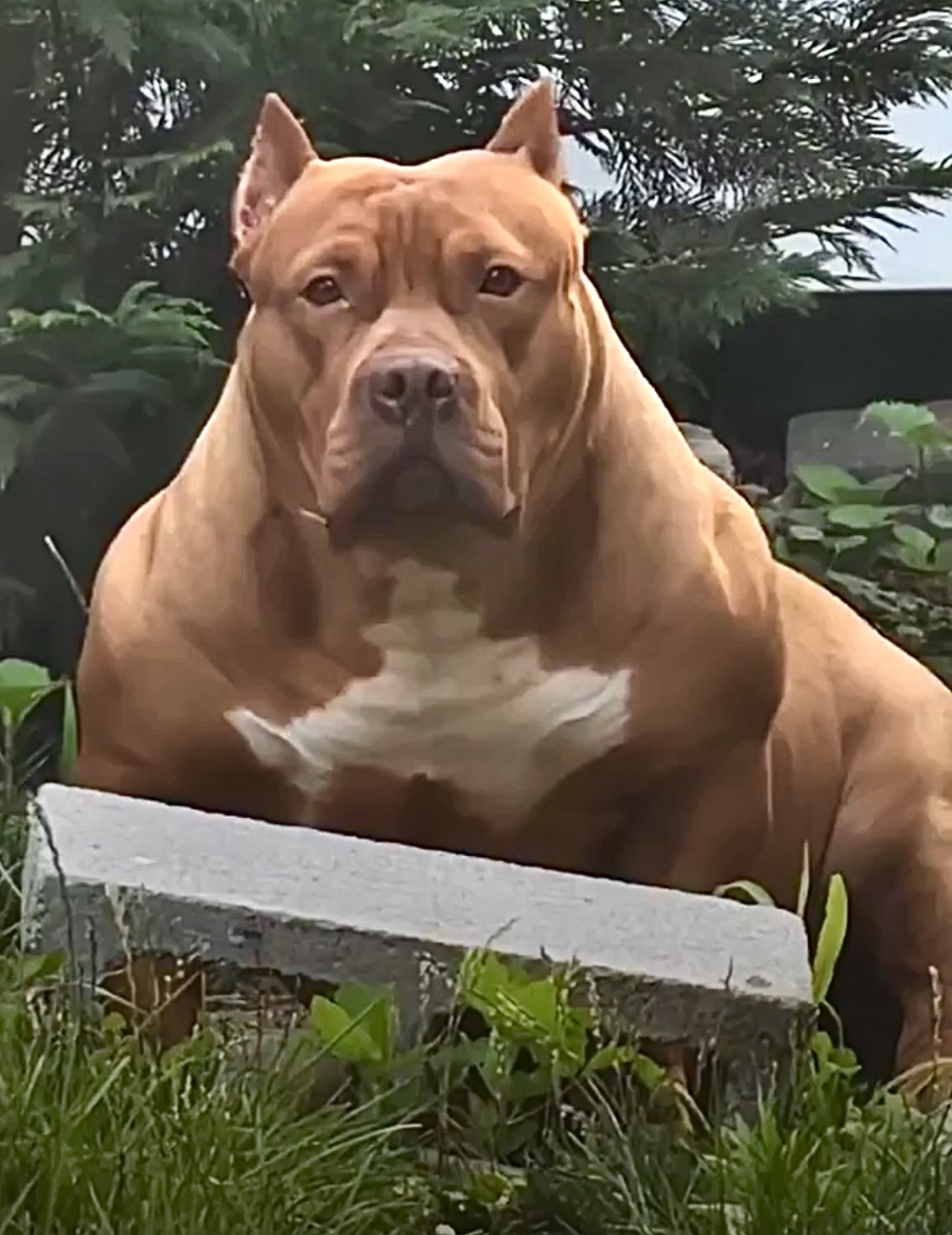 Dog Featured Image