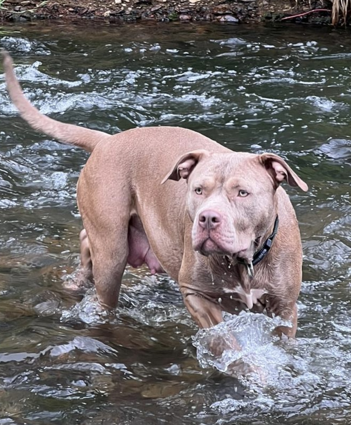 Dog Featured Image