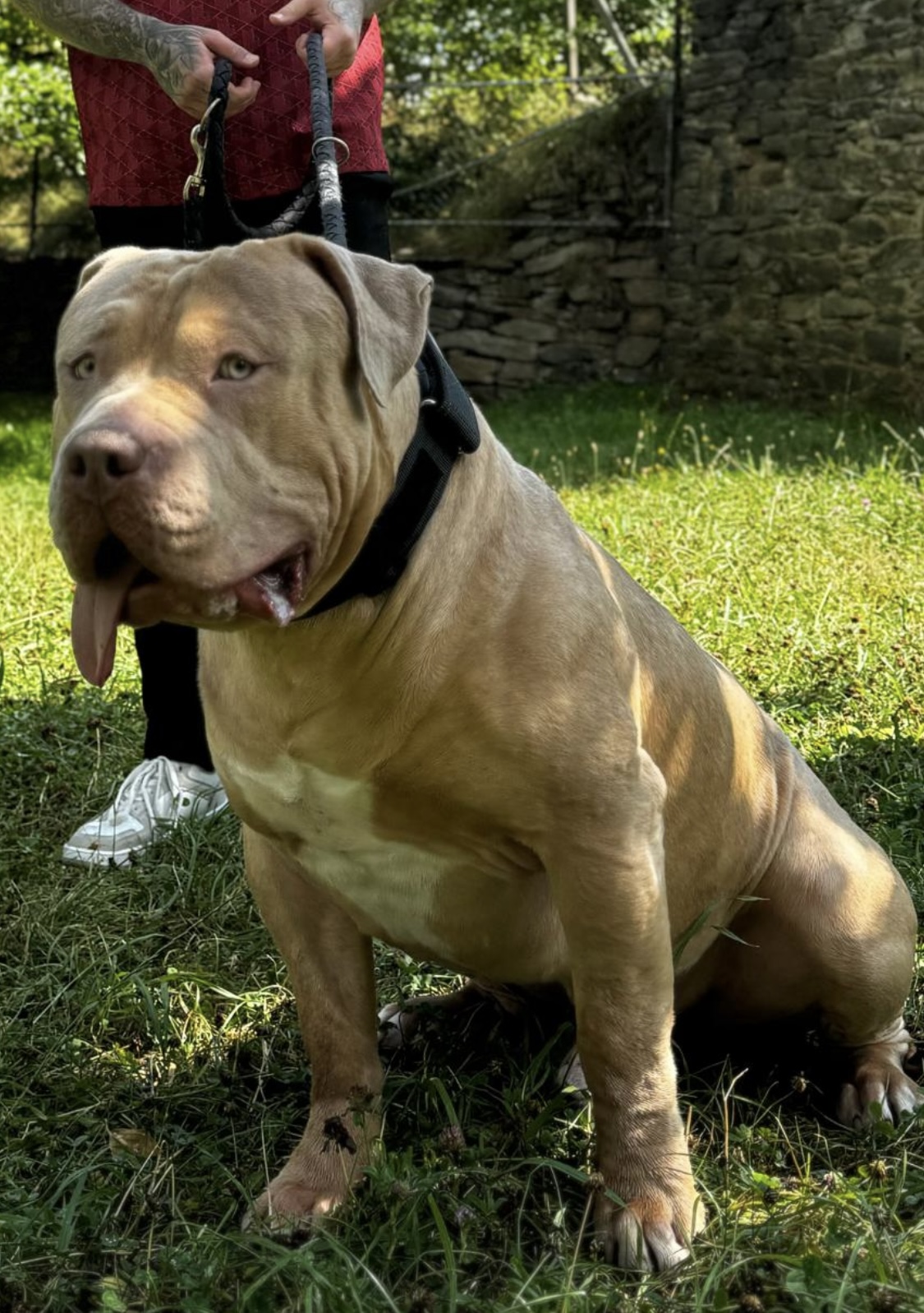 Dog Featured Image