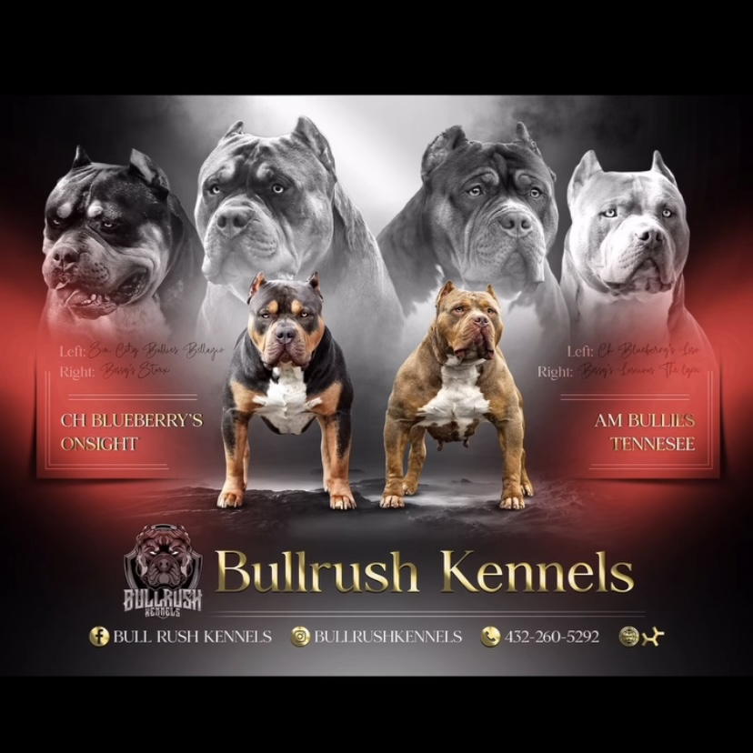 Dog Featured Image