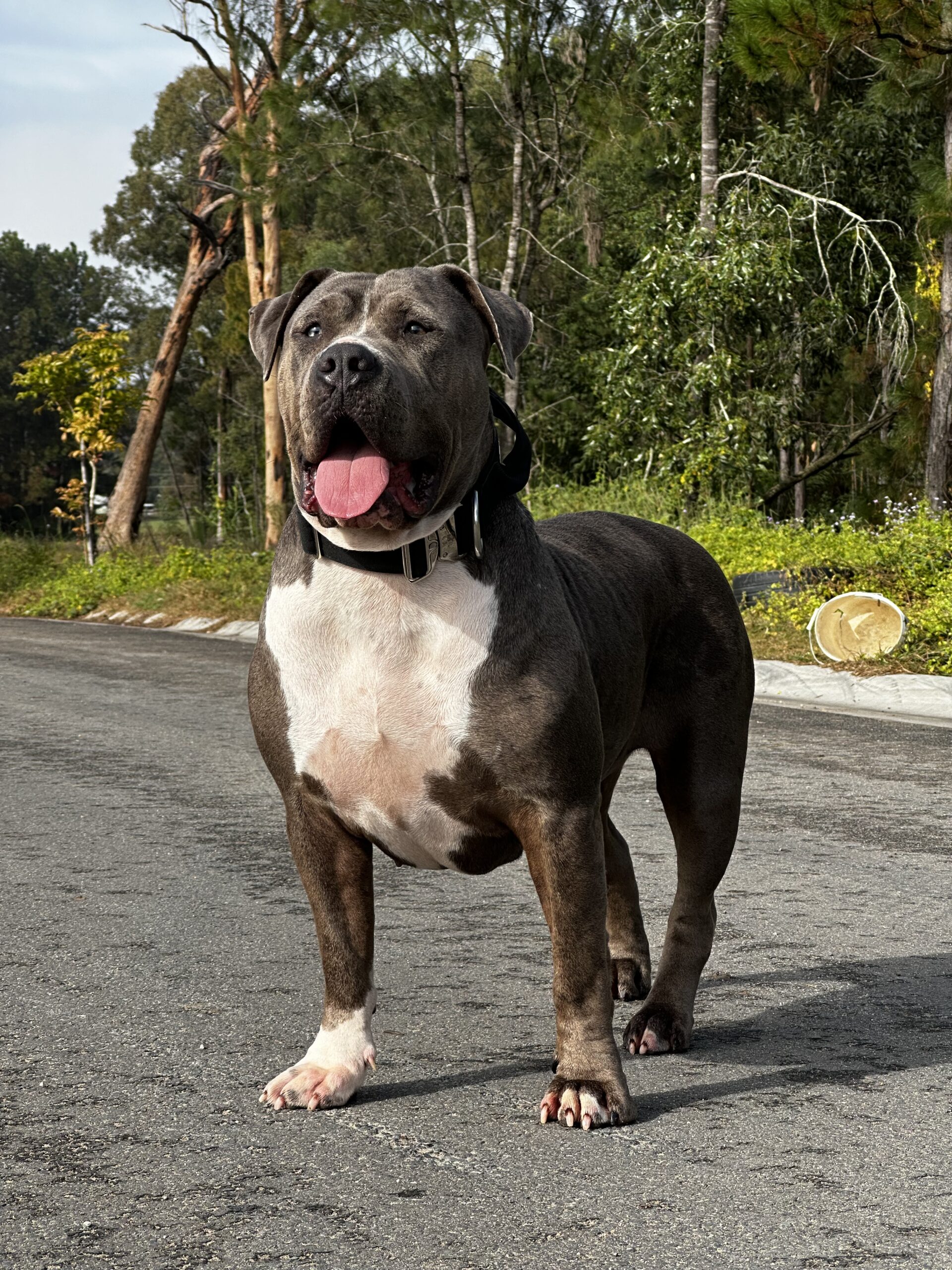 Dog Featured Image