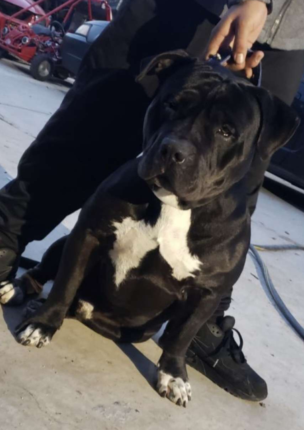 Dog Featured Image