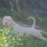Dog Featured Image