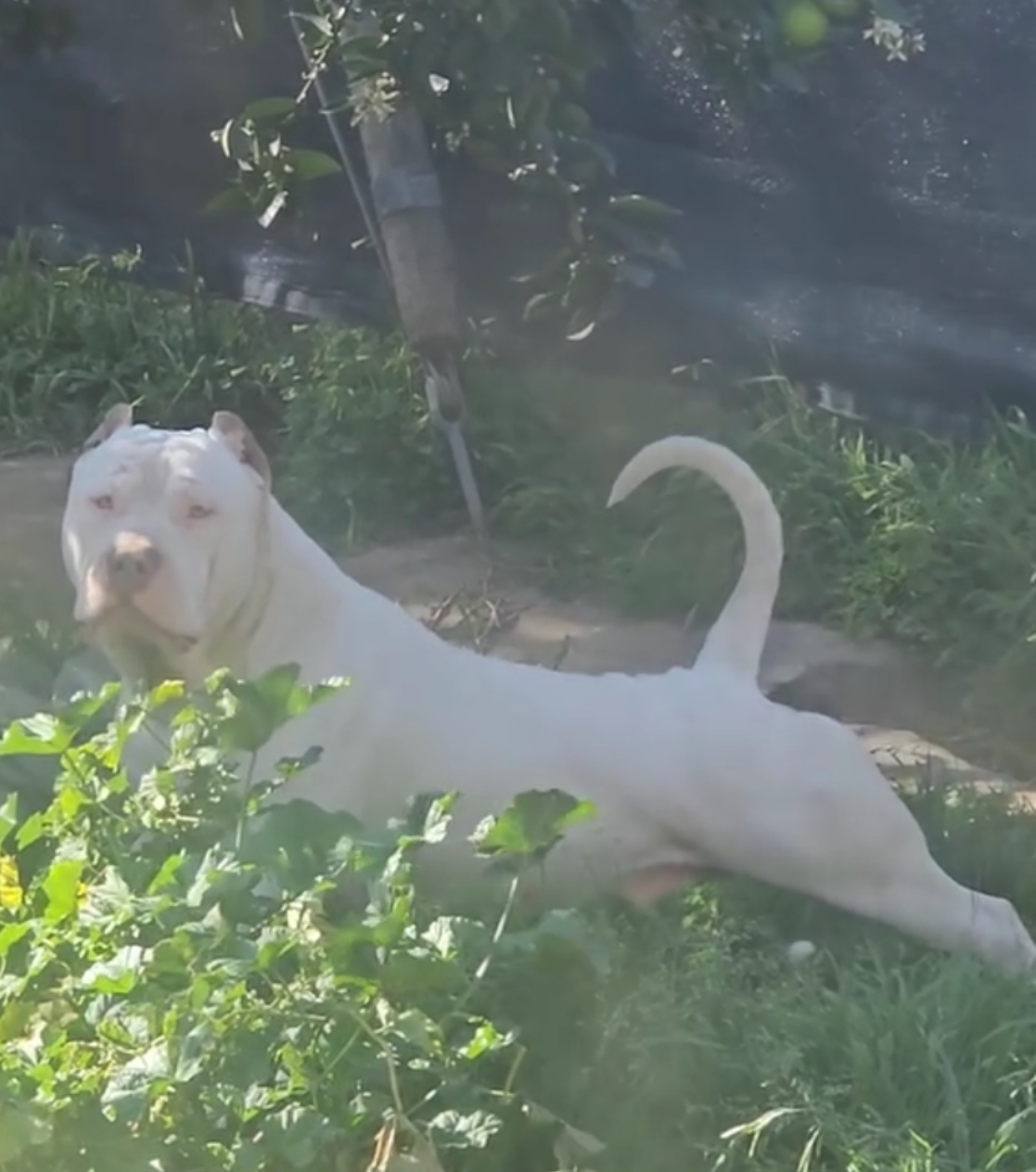 Dog Featured Image
