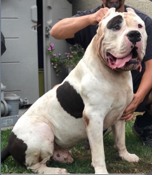 Dog Featured Image