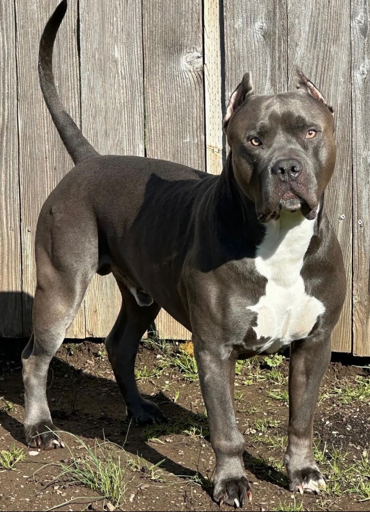 Dog Featured Image