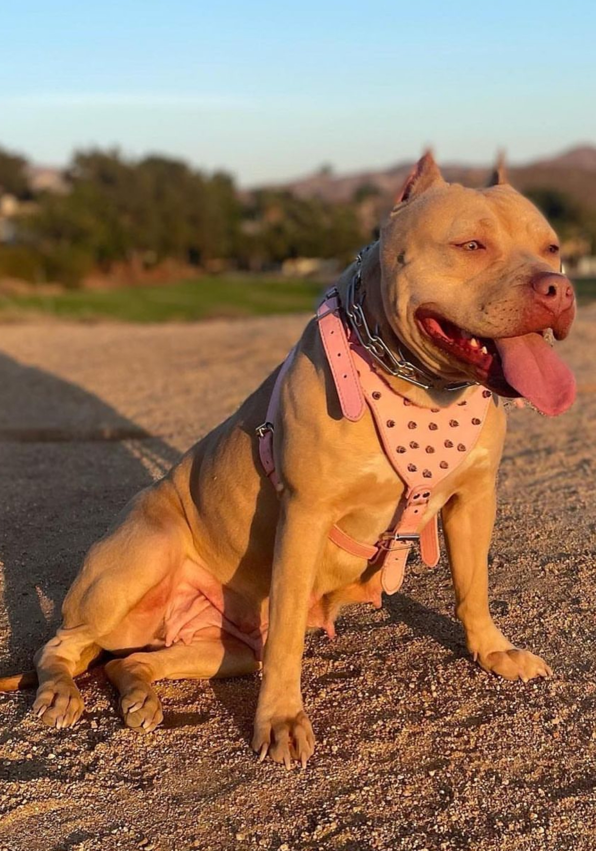 Dog Featured Image