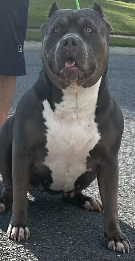 Dog Featured Image