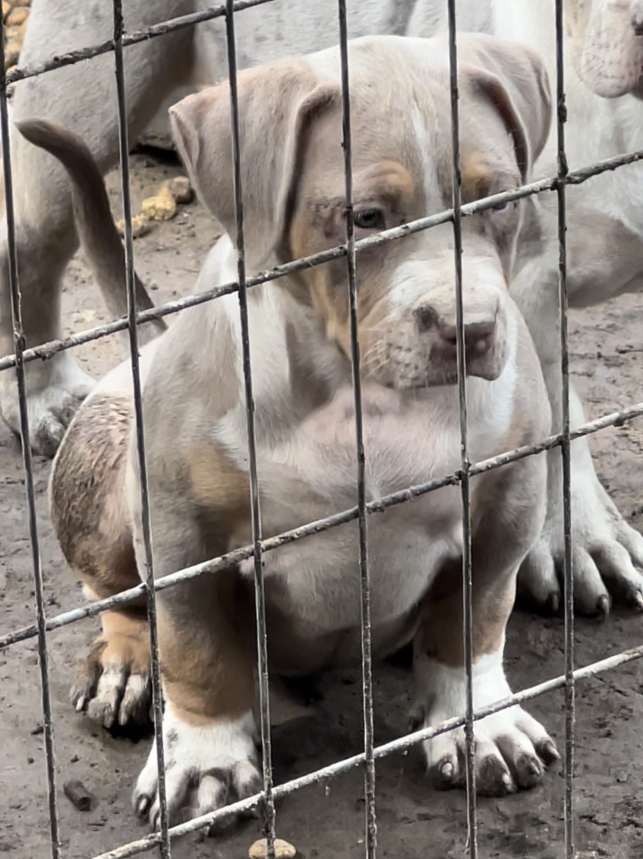 Dog Featured Image