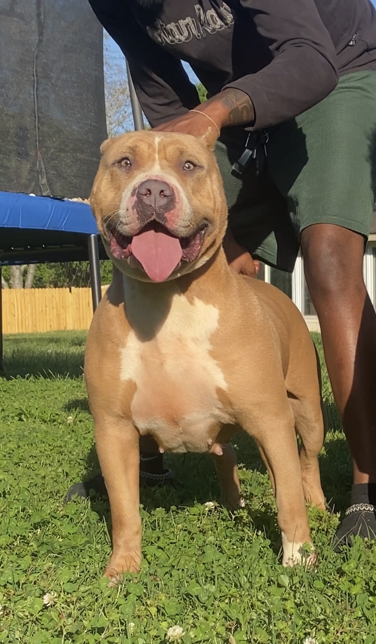 Dog Featured Image