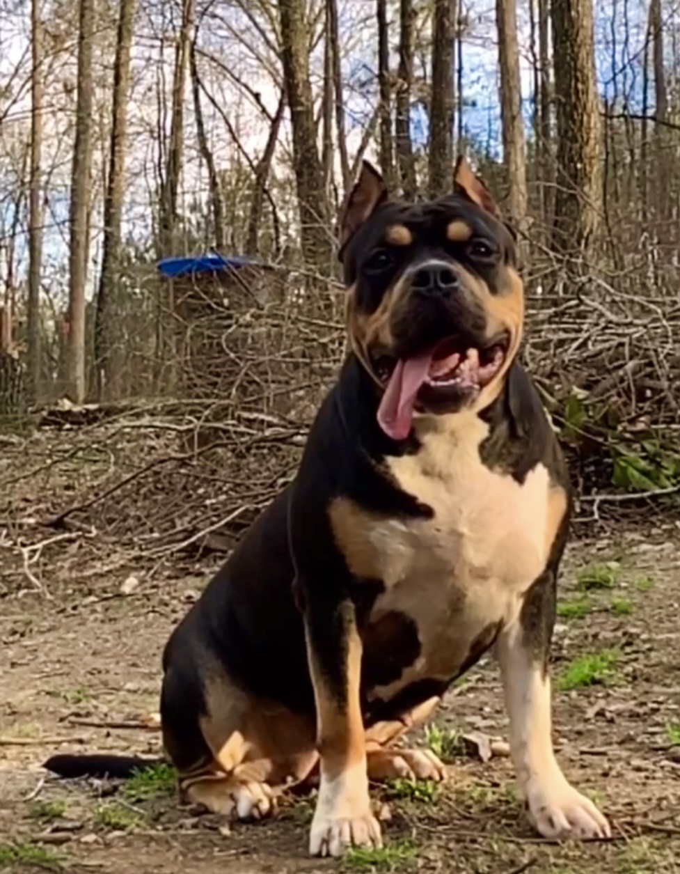 Dog Featured Image