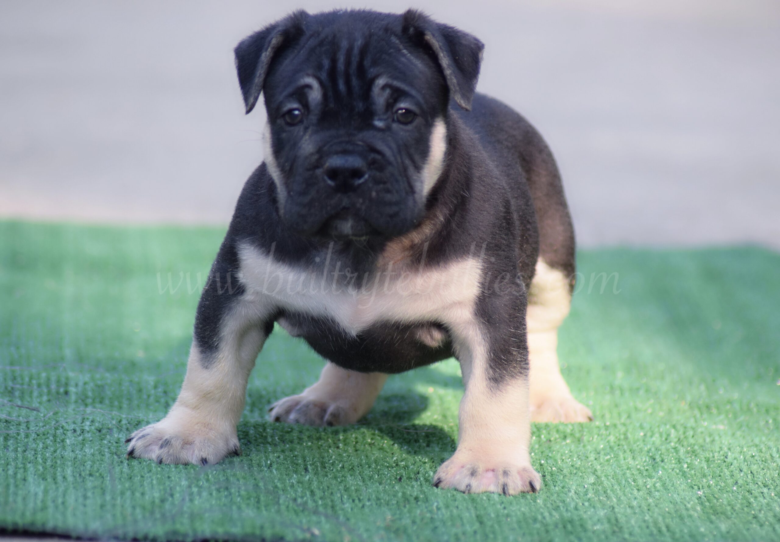 Dog Featured Image