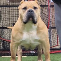 Dog Featured Image