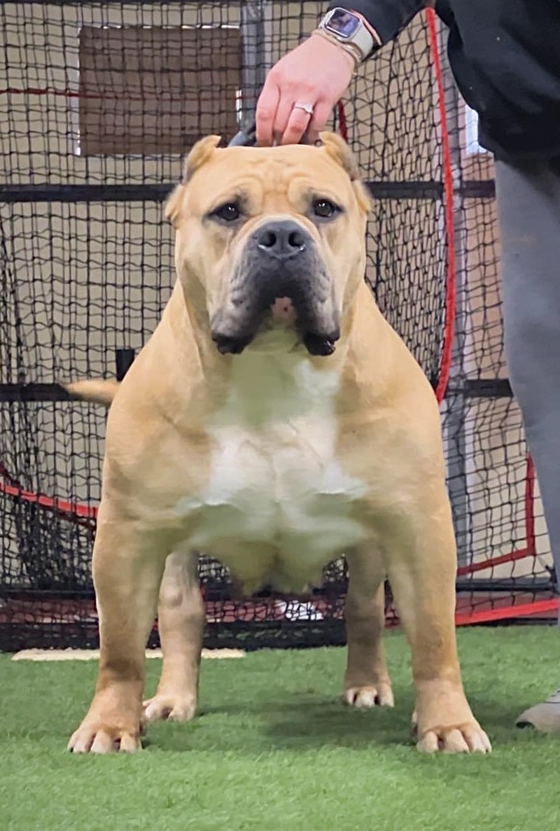 Dog Featured Image