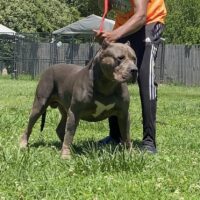 Dog Featured Image