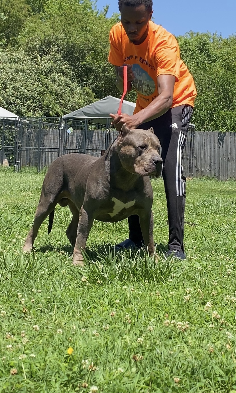 Dog Featured Image