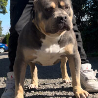 Dog Featured Image