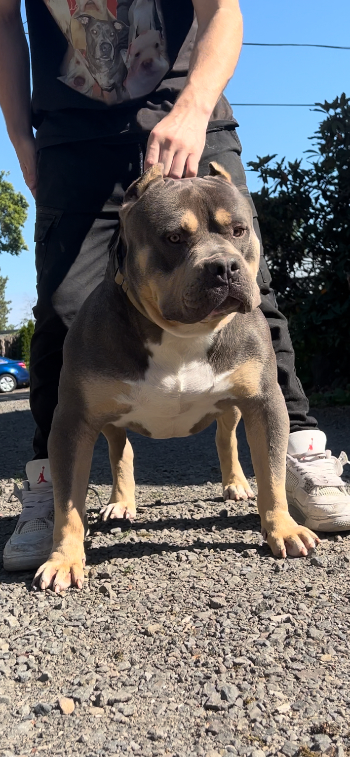 Dog Featured Image