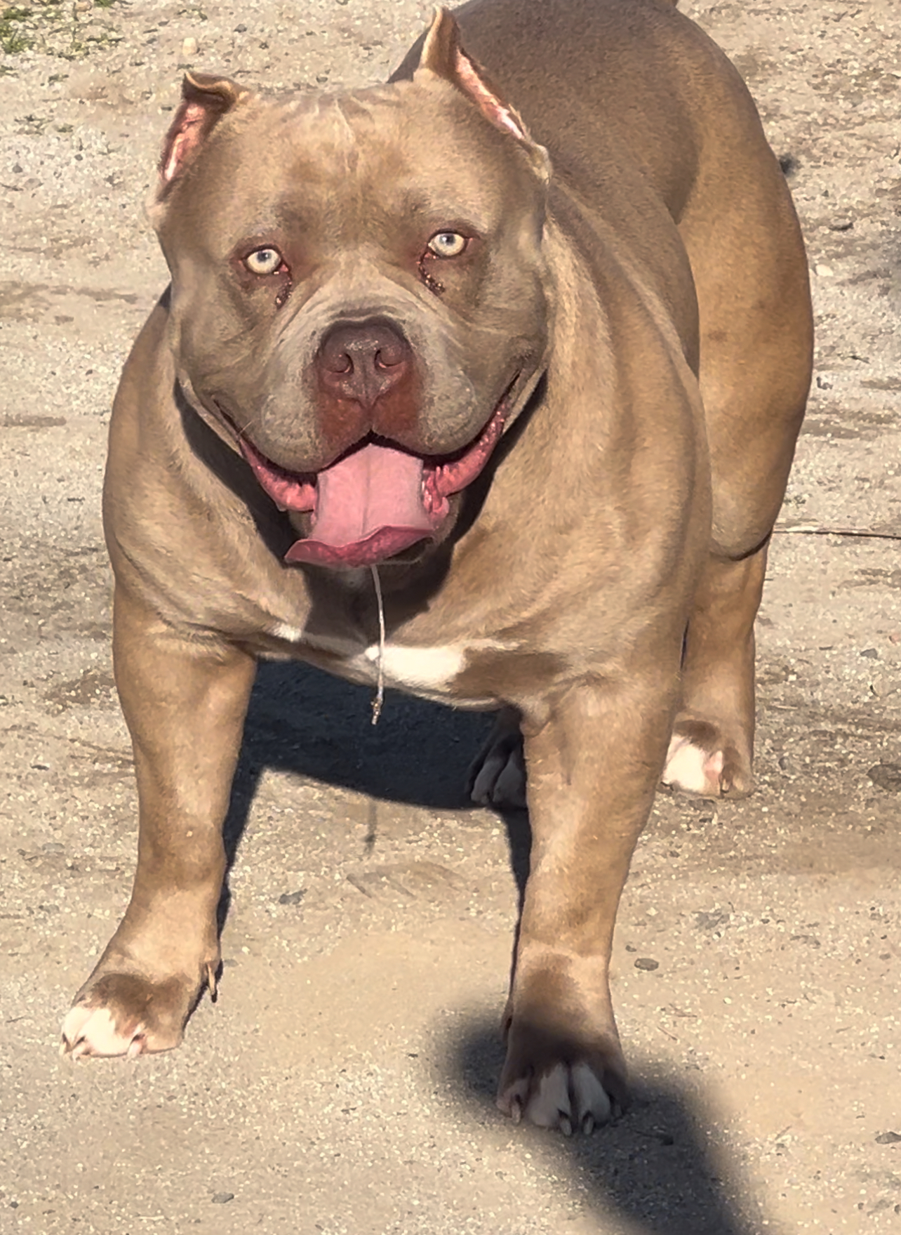 Dog Featured Image