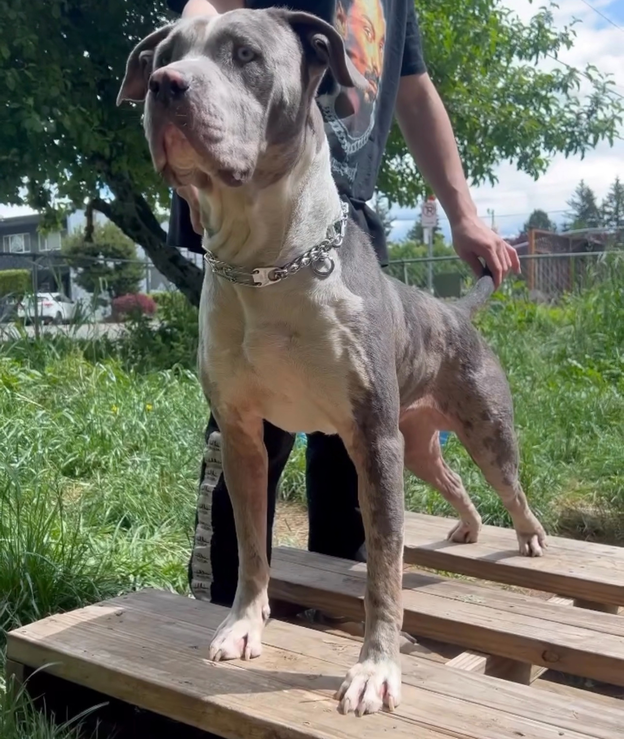 Dog Featured Image