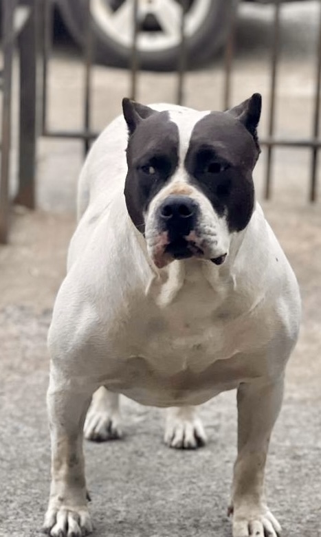 Dog Featured Image