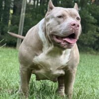Imperial Zuri of BeastModeBullz