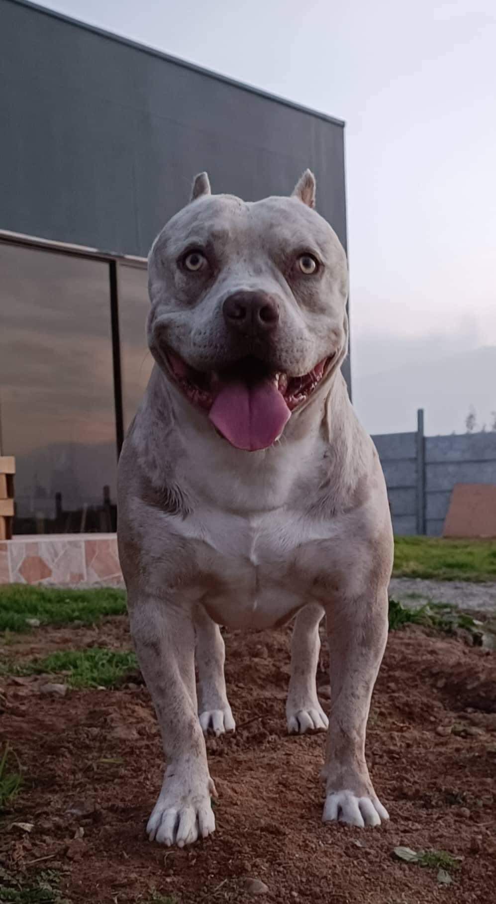 Dog Featured Image