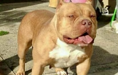 Dog Featured Image