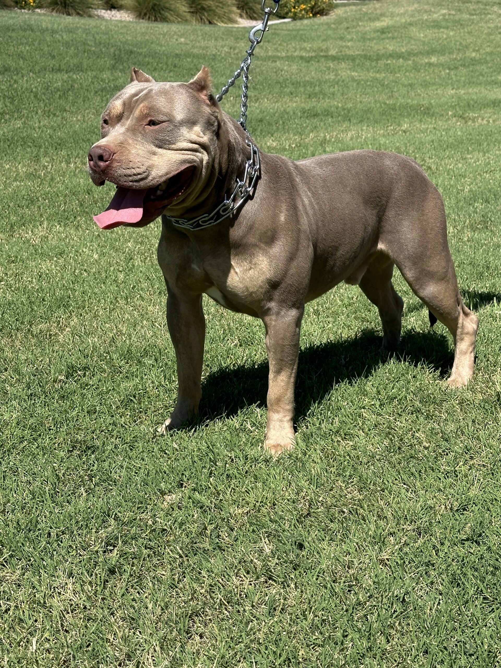 Dog Featured Image