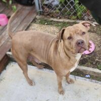 Dog Featured Image