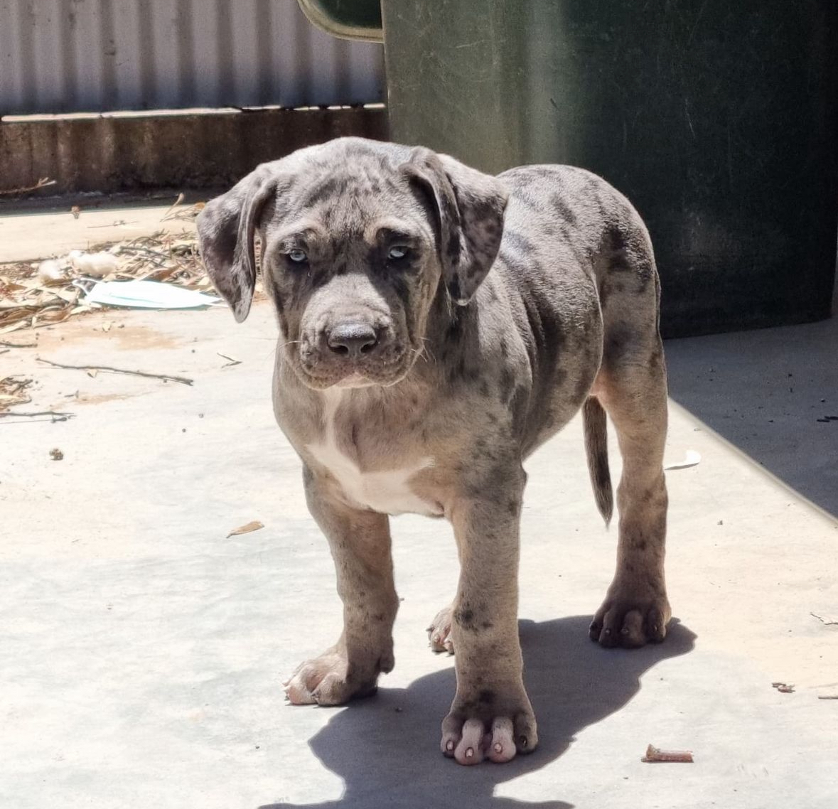 Dog Featured Image