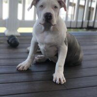 RSB KING KOBA
