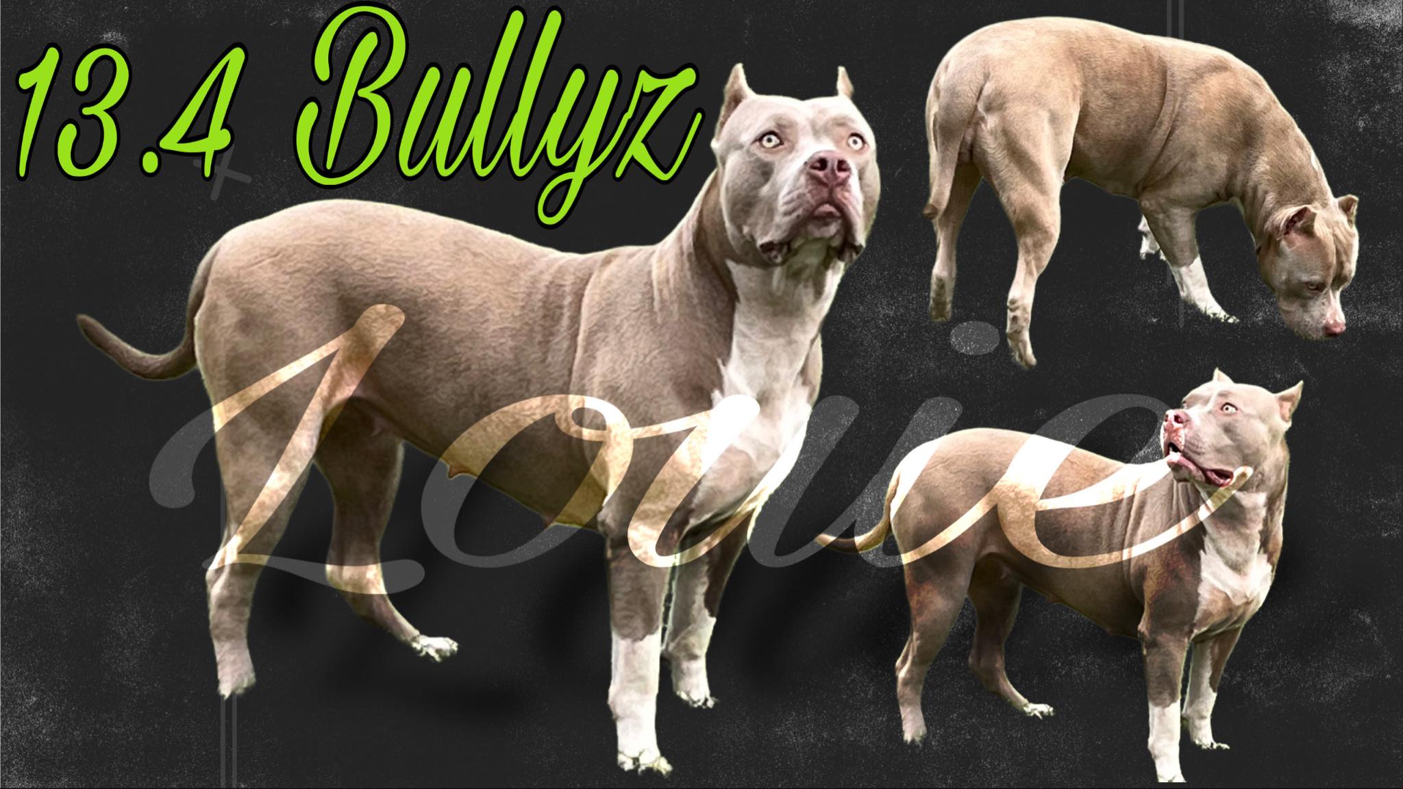 Dog Featured Image