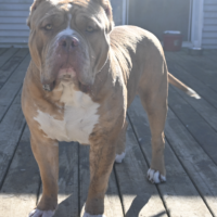 PPB Pharaoh