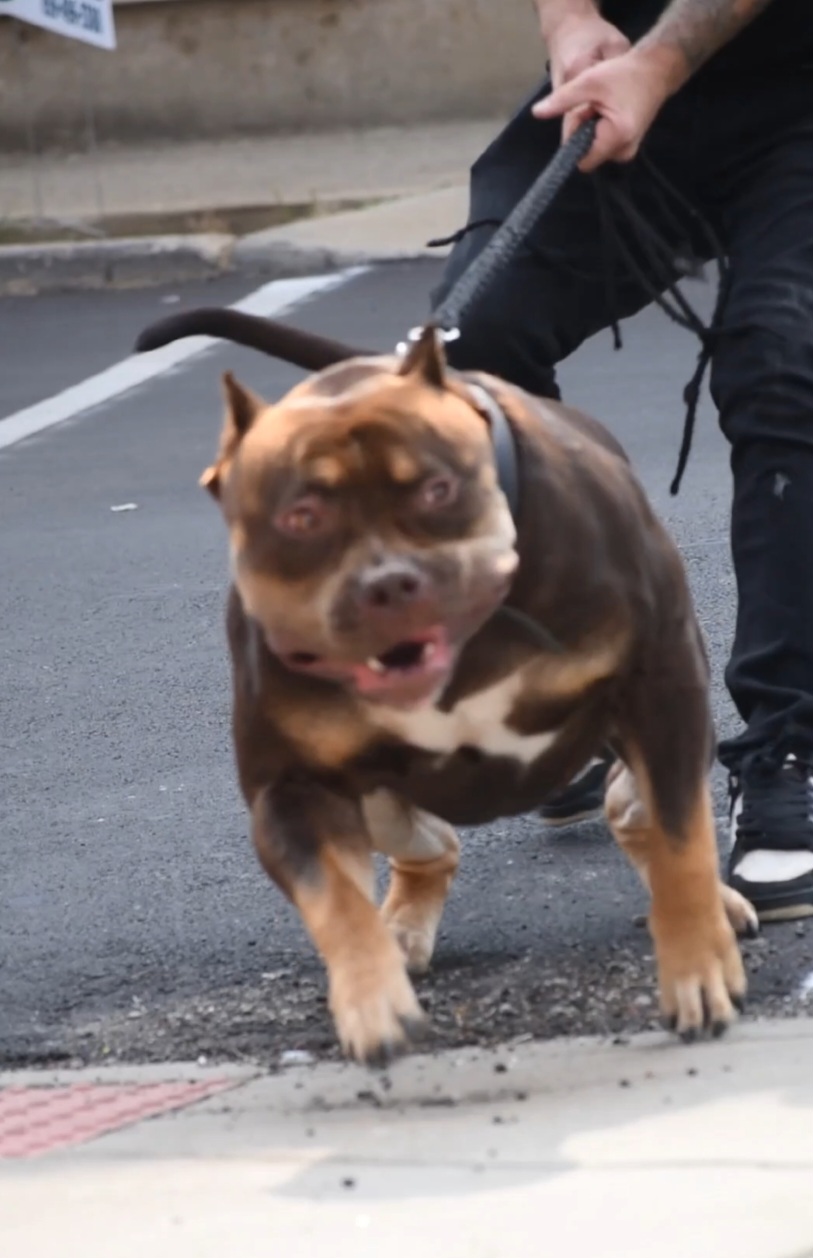 Dog Featured Image