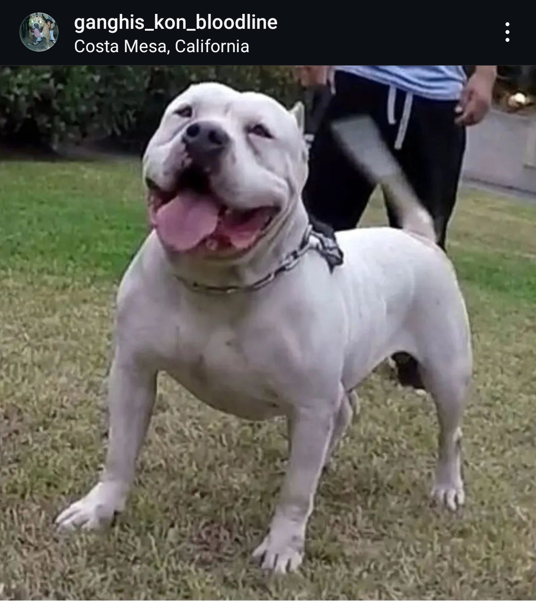 Dog Featured Image