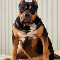 RVXB Black Label aka Boogie