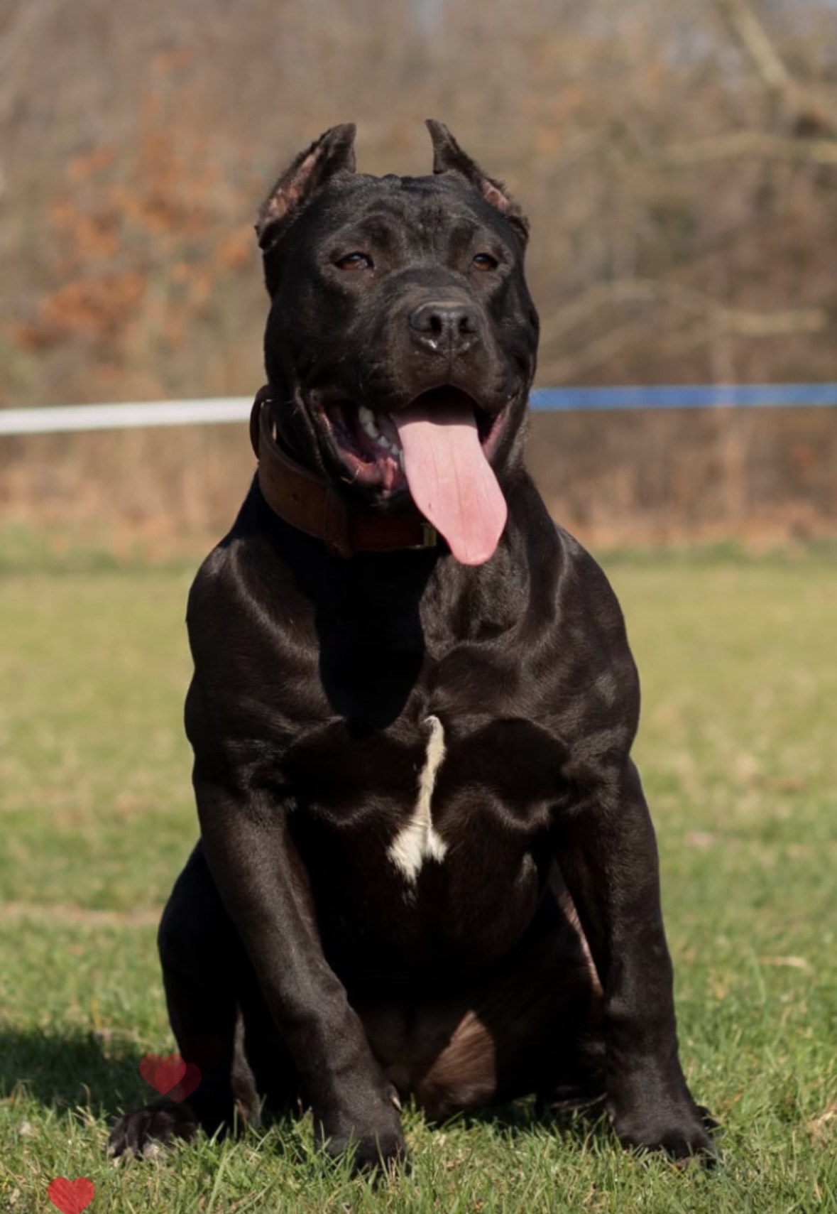 Dog Featured Image