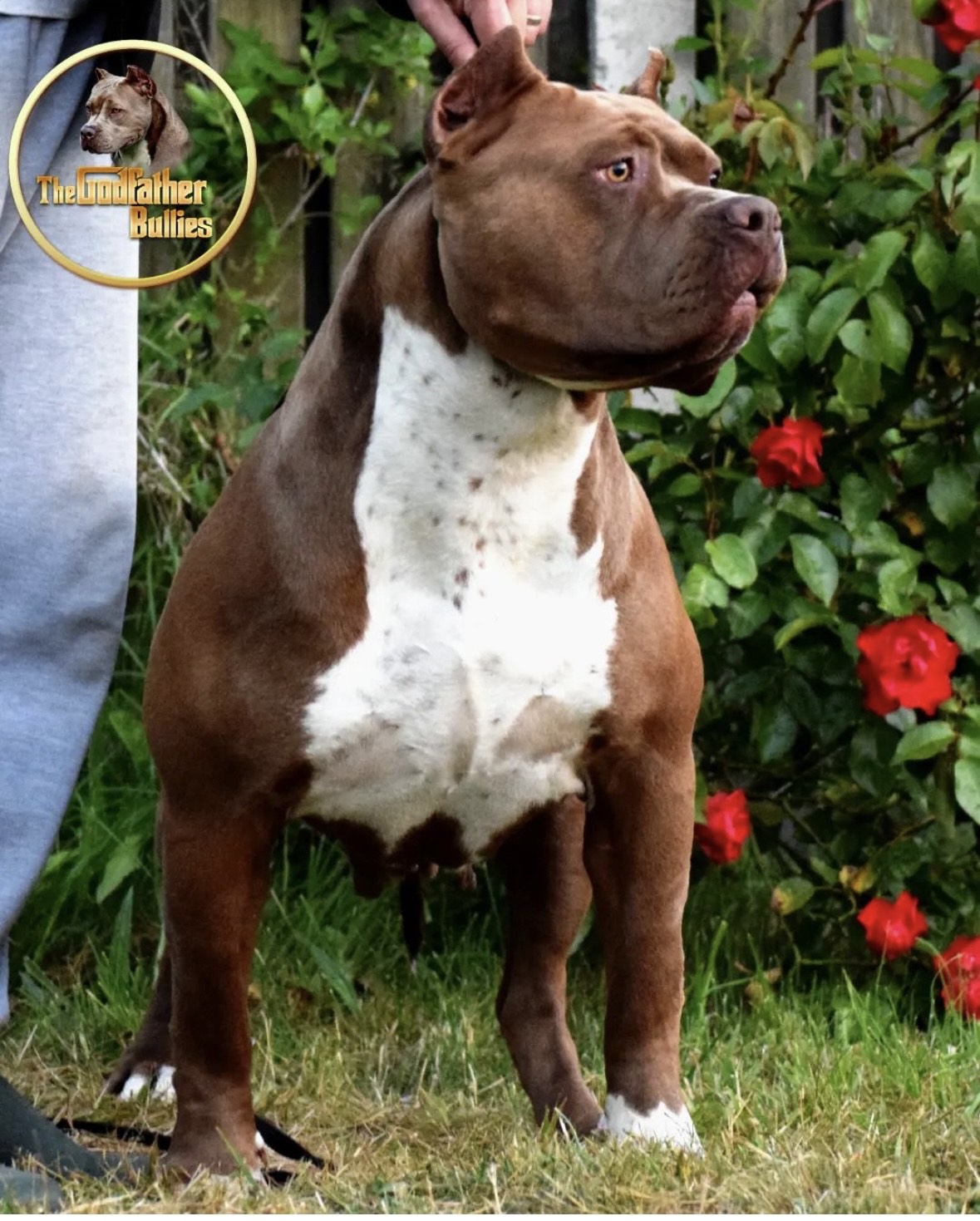 Dog Featured Image